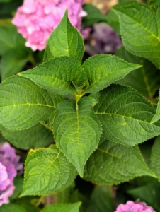 Hydrangea leaves are opposite, simple, stalked, pinnate, and four to eight inches long. They are also toothed, and sometimes lobed.