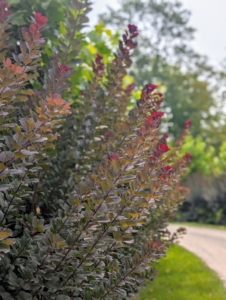 So much can happen in a year's time. The smoke bushes all around the farm have grown so much because of careful and consistent care.