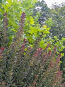 Cutting it back regularly can help the Cotinus retain its most colorful foliage.