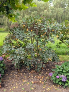 Here is a pruned smoke bush. Smoke bushes are among my favorite small trees.