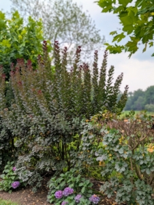 Here, one can see what Pasang pruned and what he has to prune next. Pruning eliminates the dead, damaged, or overcrowded branches and allows in more light and air circulation.