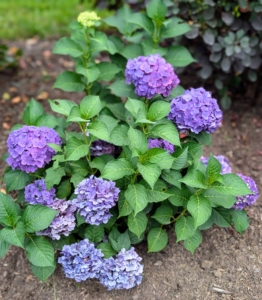 However, depending on the soil, the blooms can often change color - a more purple bloom is caused by a greater mix of lime and acid in the soil. When mature, these hydrangeas will reach 36-inches tall with a spread that’s 18 to 36-inches wide.