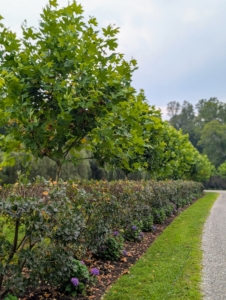 Pasang cuts all the Cotinus to the appropriate height, so one can see the London plane trees behind them. Here is one side done - they looks so much fuller compared to when they were first planted.