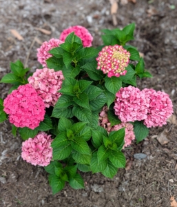 Lower to the ground at the base of the trees and bushes are pink hydrangeas. The blooms on these compact Endless Summer Crush® hydrangeas are intense, deep raspberry pink.