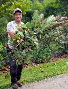 As the branches are cut, Pasang gathers them in one place, so they are easy to collect later and take to the compost yard.