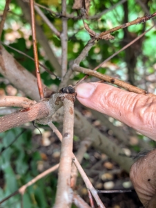 Pasang shows where he pruned last year. All the branches surrounding it are new – grown over the last 12 months. When removing amounts of wood, cut back to just before a growth node to prevent dead ends.