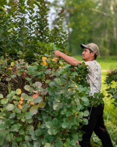 Pasang Sherpa is my resident tree pruner. He does a wonderful job overseeing the maintenance of all the trees here at my farm. I like as much of the pruning and grooming to be done by hand, so Pasang trims every branch with his pruners – one by one.