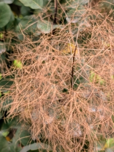 The name “smoke bush” comes from the billowy hairs attached to the flower clusters which remain in place through the summer, turning a smoky pink to purplish-pink and then light brown as the weeks progress.