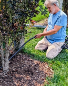 These soakers are also designed to be buried under compost material for year-round irrigation without wasting water. Any hose that is seen will be lightly buried later.