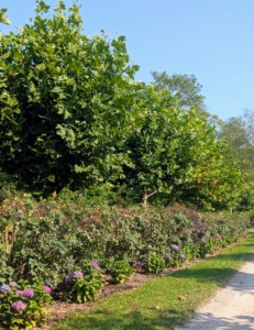 On both sides of the carriage road in another hayfield, I planted an allée of London plane trees and about 100 royal purple smoke bushes, Cotinus coggygria.