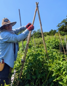 In the vegetable garden, Cesar continues to maintain the growing tomatoes. He checks them every day to make sure the fruits and vines on which they grow are off the ground.