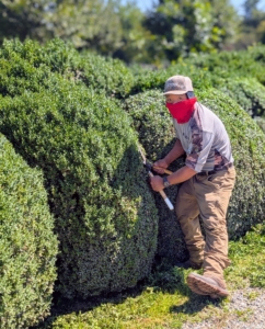 Phurba Sherpa is my resident boxwood pruner - he does a great job trimming all the shrubs carefully by hand.