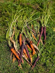 I always like to grow many carrot varieties and colors. Some carrots are more sweet, while others have a more earthy or peppery flavor.