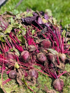 And look at all the beets. Beets grow so well here at the farm. The beetroot is the taproot of the beet plant, and is often called the table beet, garden beet, red or golden beet or simply… beet.