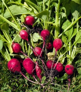 It's so rewarding to pick such beautiful foods from the garden. These are just some of the radishes. Radishes are easy to pick – one can just pull the entire plant straight up from the soil.