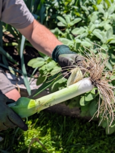 Do you like leeks? Like onions and other members of the Allium family, leeks are a bulbous vegetable with white flesh and leafy green tops. In the kitchen, Leeks can be boiled, braised, fried, or roasted.