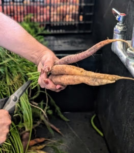 Bucket by bucket, the freshly picked vegetables are brought up to my flower room, where they get washed if needed, then bagged and stored in the refrigerator. Here, Enma cuts the green tops from the carrots. They will be saved for my chickens.