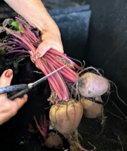 Enma also trims off the tops of the beets leaving one to two inches of stem.