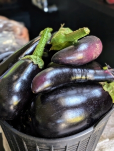 Ryan brings up a bucket of eggplants. I prefer to pick them when they are smaller – these are perfect.