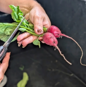 Next, Enma cleans the radishes. Radishes come in many varieties – both long and round. The flavor can range from very mild to very spicy, depending on the kind.