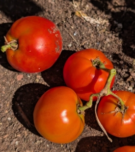 Tomatoes are an excellent source of beta-carotene, vitamins C and K, calcium, potassium, folate, and of course – lycopene.