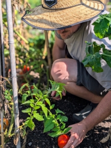 Some of the tomatoes are ready. Tomatoes are heat loving plants. We've had a lot of warm days this season, so the tomatoes are looking really good. Here's Ryan picking the ripest straight off the vine.
