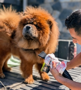 Outside the stable, Carlos "Dos" washes and grooms the dogs. My handsome Chow Chow Emperor Han seems to enjoy all the attention.
