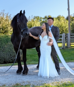 And a few photos with my beautiful Friesian. This is handsome Geert.