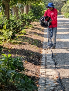 Here is Pete uncoiling a hose at my Linden Allée. Notice the slight incline of the garden bed. Pete places the soakers at the highest point so any water can drip downward to irrigate.