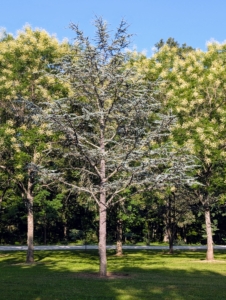 The Atlas Cedar has a bold, pyramidal form with sparkling silvery blue foliage. It is among the most popular evergreen conifers.