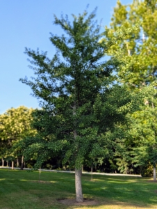 This is a ginkgo. Ginkgo biloba, commonly known as ginkgo or gingko, and also known as the maidenhair tree, is the only living species in the division Ginkgophyta. It is found in fossils dating back 270-million years. Native to China, the ginkgo tree is widely cultivated, and was cultivated early in human history.