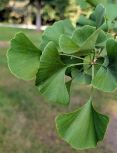 The leaves are unusually fan-shaped, up to three inches long, with a petiole that is also up to three inches long. This shape and the elongated petiole cause the foliage to flutter in the slightest breeze.