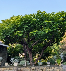 From my driveway one can see this catalpa tree with its large heart-shaped green leaves. In late summer, early fall, it starts growing long, slender bean like seed pods.