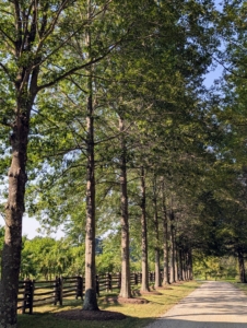 Here is my allée of pin oaks. These were some of the first trees I planted when I moved to my farm. In fact, Chhiring helped plant these trees with me. At that time, they were just a few feet tall.