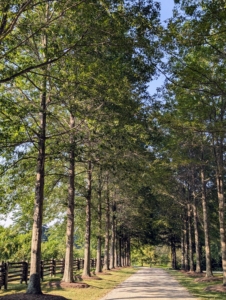 I’ve planted thousands and thousands of trees here on my 153-acre farm – in and around the gardens, along the carriage roads, and throughout the woods. I love how they look in the landscape and how they change through the seasons. Most importantly, we need trees for the environment – they help combat climate change, provide habitat and food for birds and other animals, and release oxygen for us to live. This is my allée of pin oaks, Quercus palustris, which I planted soon after moving to my farm. At that time, they were just about six feet tall.