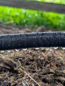 The hoses water down to the roots with steady streams that can be efficiently absorbed through the soil. In addition, Gilmour hoses are all made in the USA and backed by lifetime warranties. Thanks Gilmour. The following clips show how it's done.