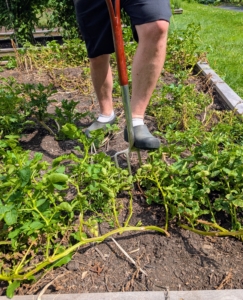 Ryan drives the fork into the soil at the outside edges of the plant and then carefully lifts the plant.