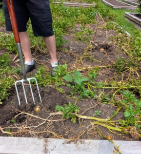 To harvest potatoes, Ryan uses a gardening fork. It has four tines that can pierce the ground more easily than would a shovel or a spade.