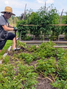 It is important to do this at some distance from the plants to make sure the potatoes are not accidentally pierced.