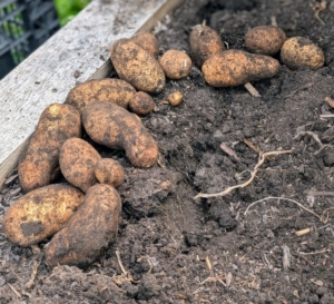 Always be careful not to scrape, bruise or cut the tubers. Damaged tubers will rot during storage.
