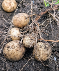 It’s easy to see how the potatoes are connected to the plant at the root area. They’re very easy to pull off, and often come loose by themselves. Leave any green potatoes alone. When potatoes are exposed to light, they turn green, a sign the toxic substance called solanine is developing, which may cause illness if eaten in large quantities.