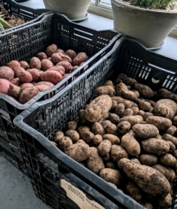 Don’t leave harvested potatoes in the sun as excessive heat could cause them to cook. Just brush off as much soil as possible and place them in a cool, dry place until ready to use.