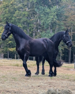 In the coming months, I will slowly introduce them to the rest of the herd, but for now, I am so glad these two are acclimating well. You're going to love it here at Cantitoe Corners, Stewart and Ulysses!