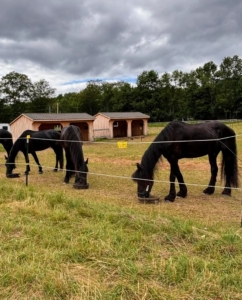 Founded in 2012, Dorset Equine Rescue has rescued and cared for more than 500 equids. Over the years, DER had been doing much of their work at their small facility and through various borrowed farms and foster homes. Last year, DER was able to purchase a 170-acre farm property where they could expand their services and meet the needs of their many equine residents. (Photo courtesy of Dorset Equine Rescue)
