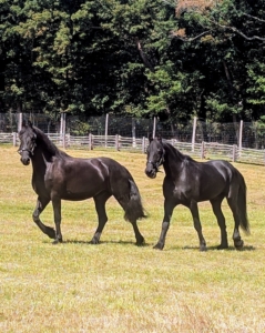 The new Friesians had a great weekend. They currently live in my run-in pasture. It is large with lots of room to roam.