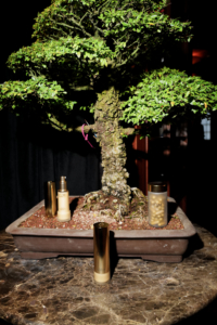 The formal symbol of our skincare brand is the elm bonsai. The bonsai, when thoughtfully and carefully maintained, becomes more beautiful as it matures. (Photo by Madison McGaw/BFA)