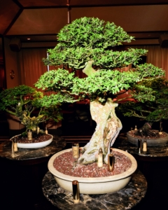 New England Bonsai Gardens loaned us several bonsai specimens for this event. (Photo by Madison McGaw/BFA)
