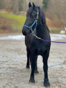 This is Ulysses starting his training in the fall of 2024 - he looks so much better. And look at the weight he's gained. (Photo courtesy of Dorset Equine Rescue)