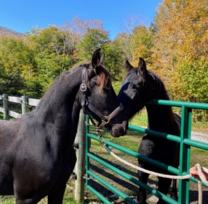 This is Ulysses being introduced to his first pasture mate at DER, both in the process of healing from their rough beginnings. (Photo courtesy of Dorset Equine Rescue)