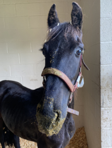Ulysses had some health issues to start and needed specialized diets for the duration of his recovery. (Photo courtesy of Dorset Equine Rescue)